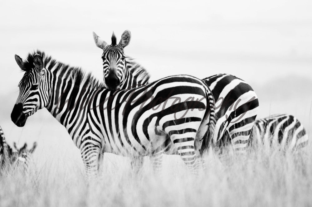 Zebra - Silver Plated - Baby