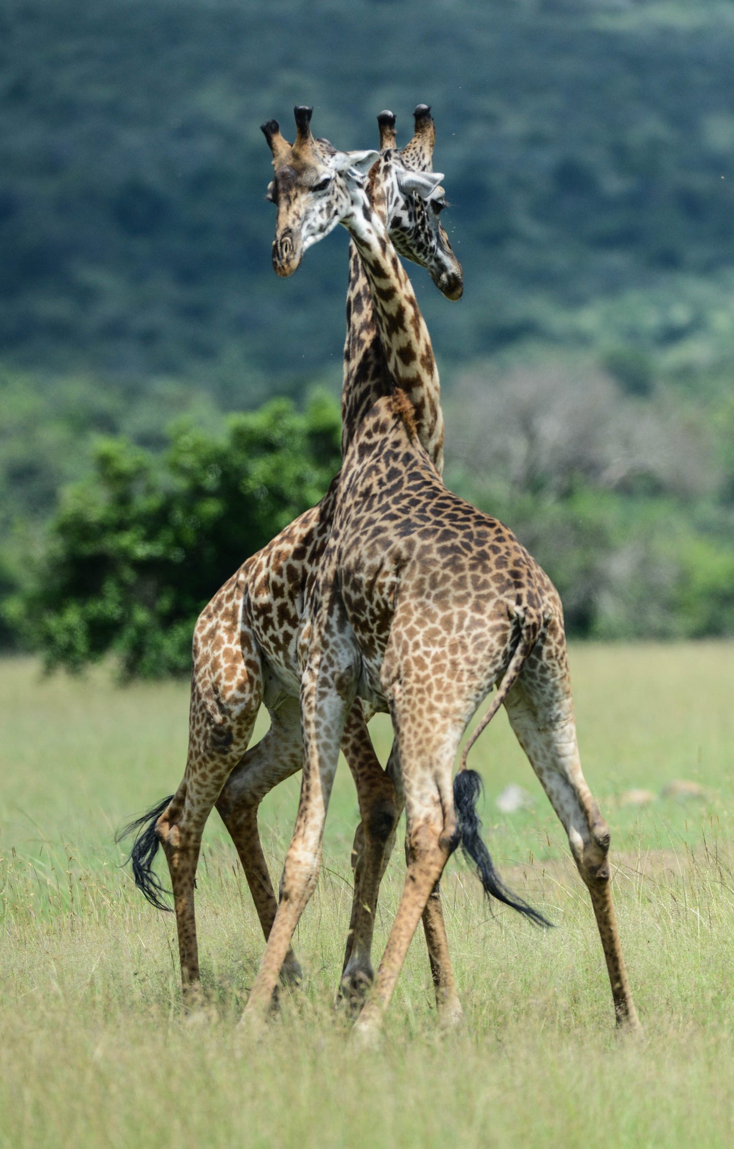Bronze Giraffe Figurine - Head Down